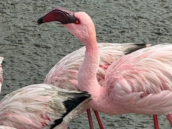 24 namibia flamingo 3.jpeg