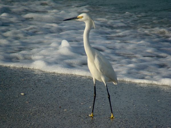 Little Gasp heron.JPG