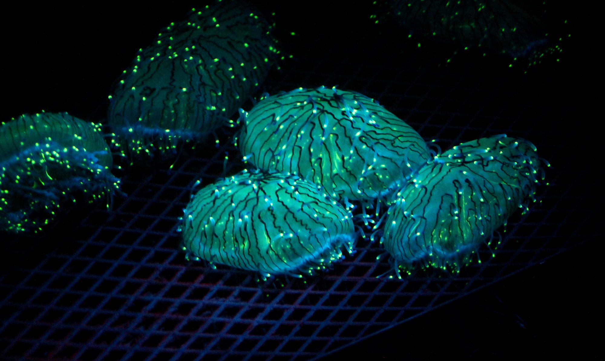 2015 CA Aquarium21.JPG