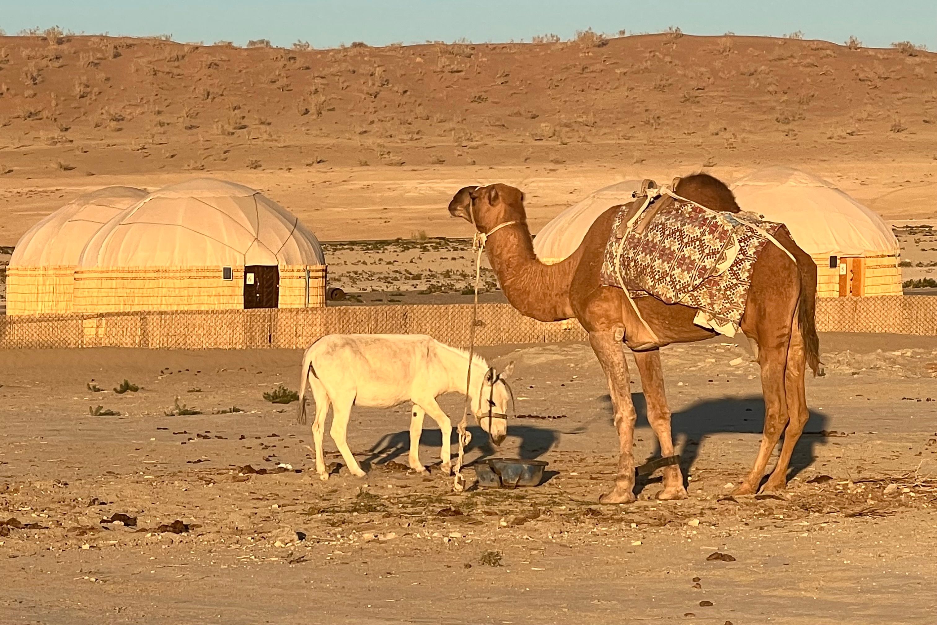 Turkmenistan camels darvaza.jpeg