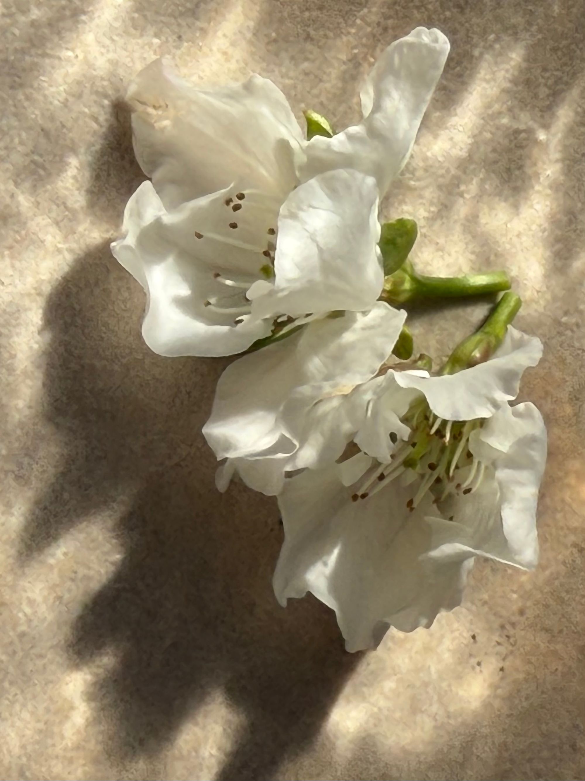 white flowers and shadow San José.jpeg