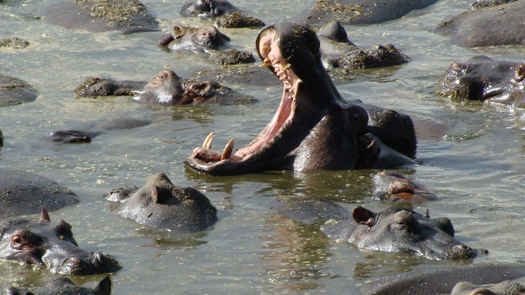 2008 Africa Hippo.jpg