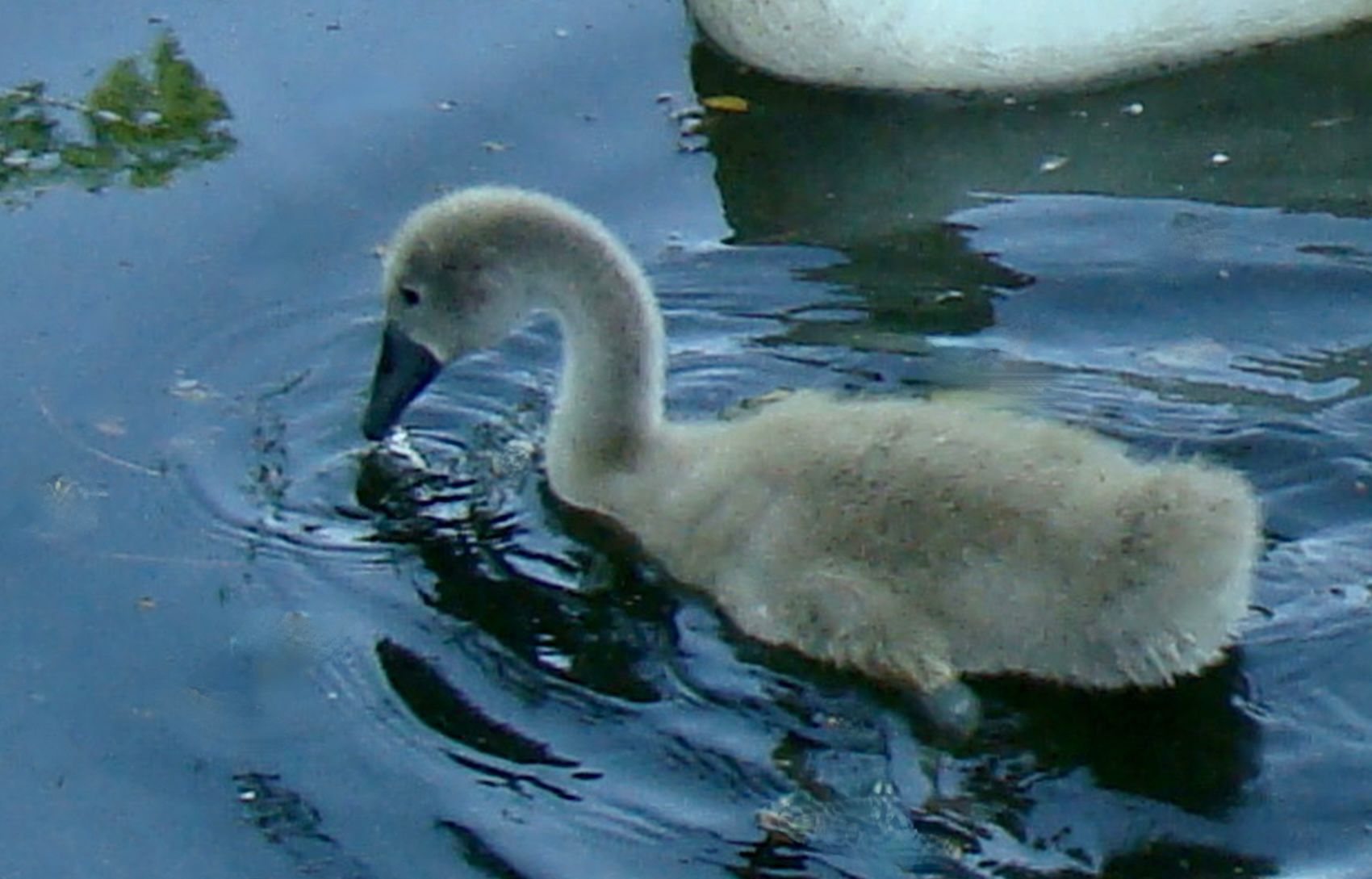 Photo Birds 2008 (20).JPG