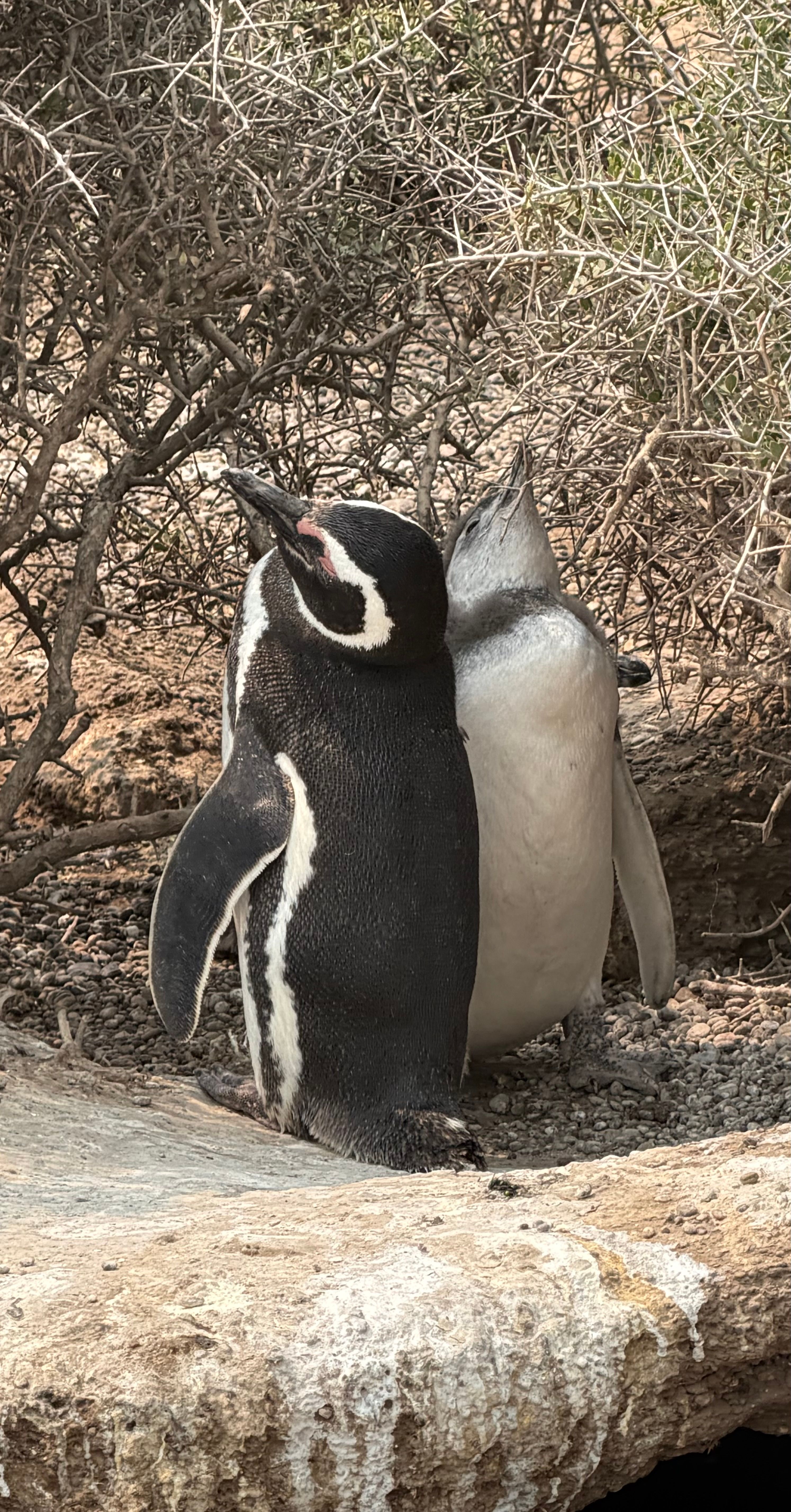 penguin Argentina 1 penguin Argentina 1.jpeg