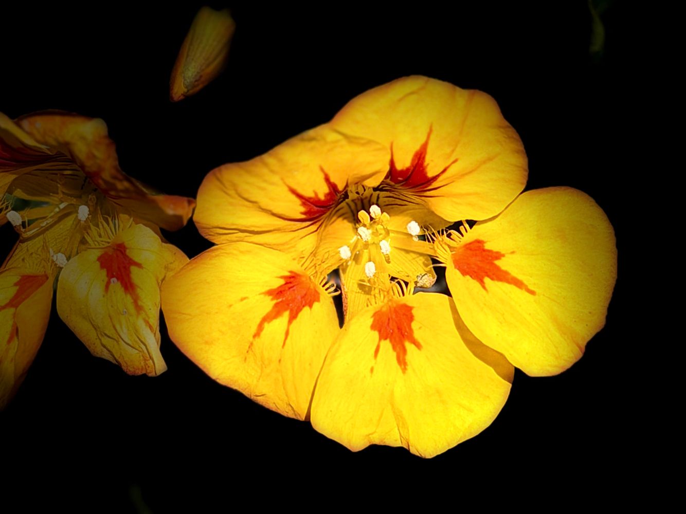 Flower San José 1.jpeg