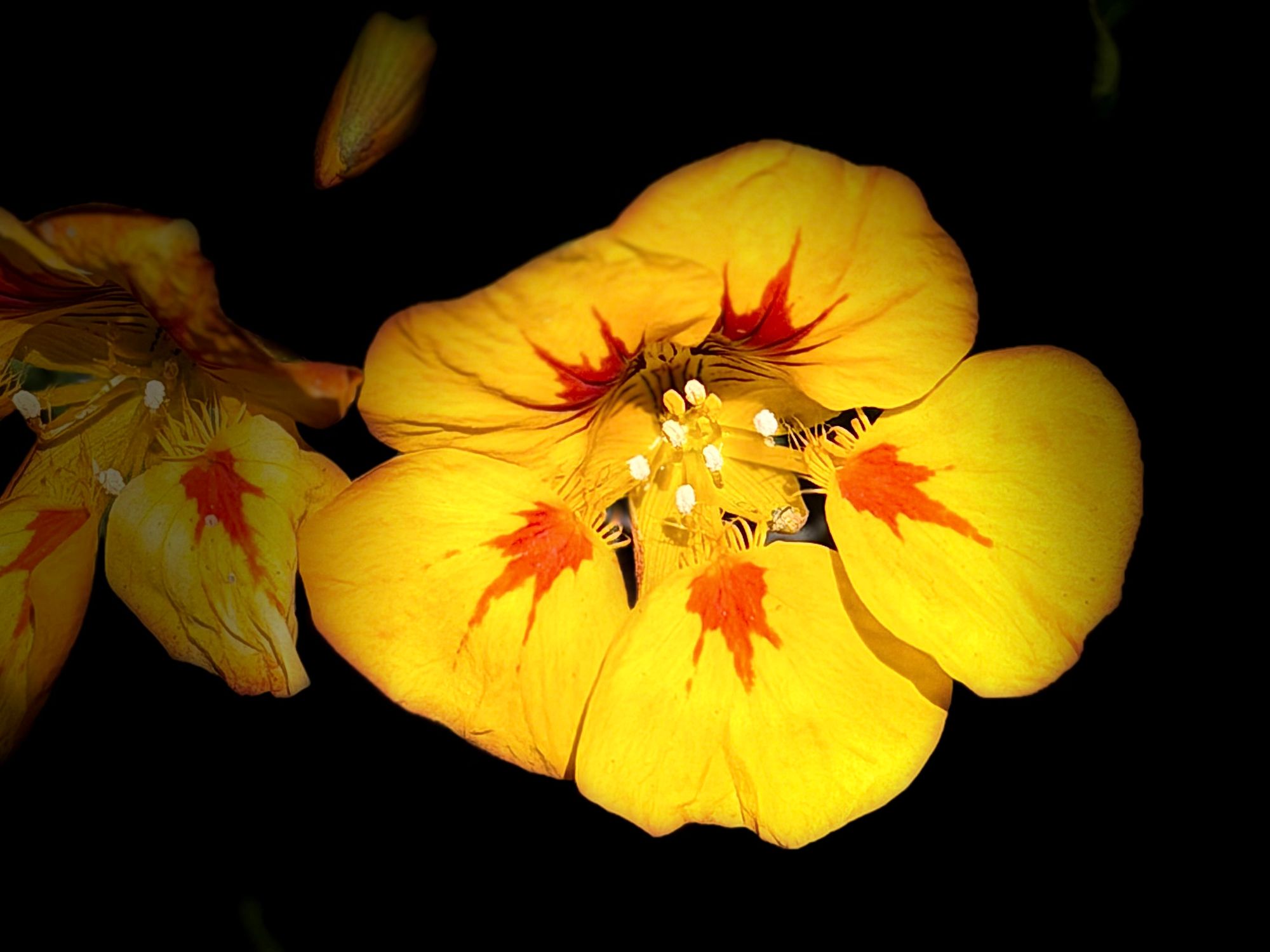 Flower San José 1.jpeg