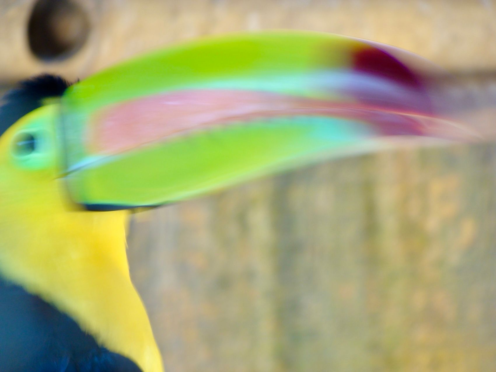 2008 Guatemal parrot.JPG