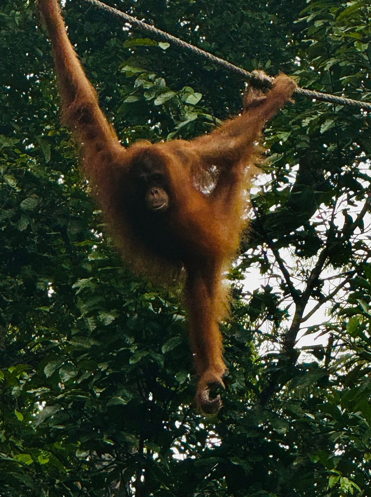 borneo 10 copy 2.jpeg