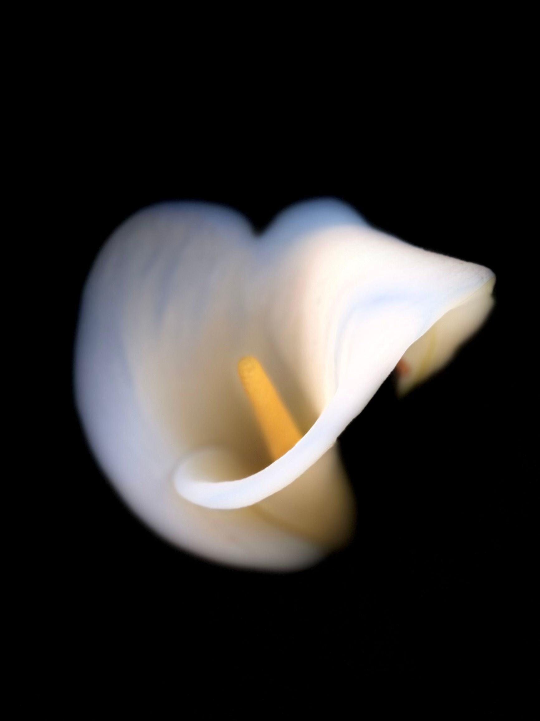 Calla Lily1 .jpeg