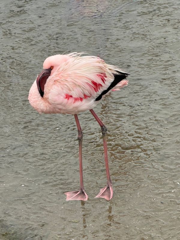 24 Namibia flamingo 4.jpeg