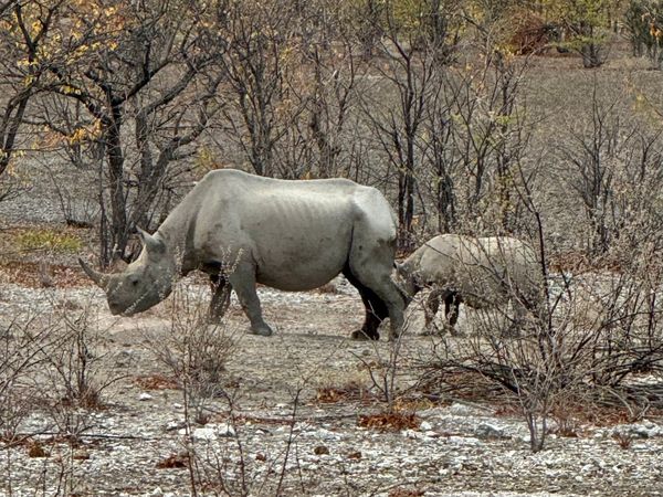 24 Namibia rhinos.jpeg