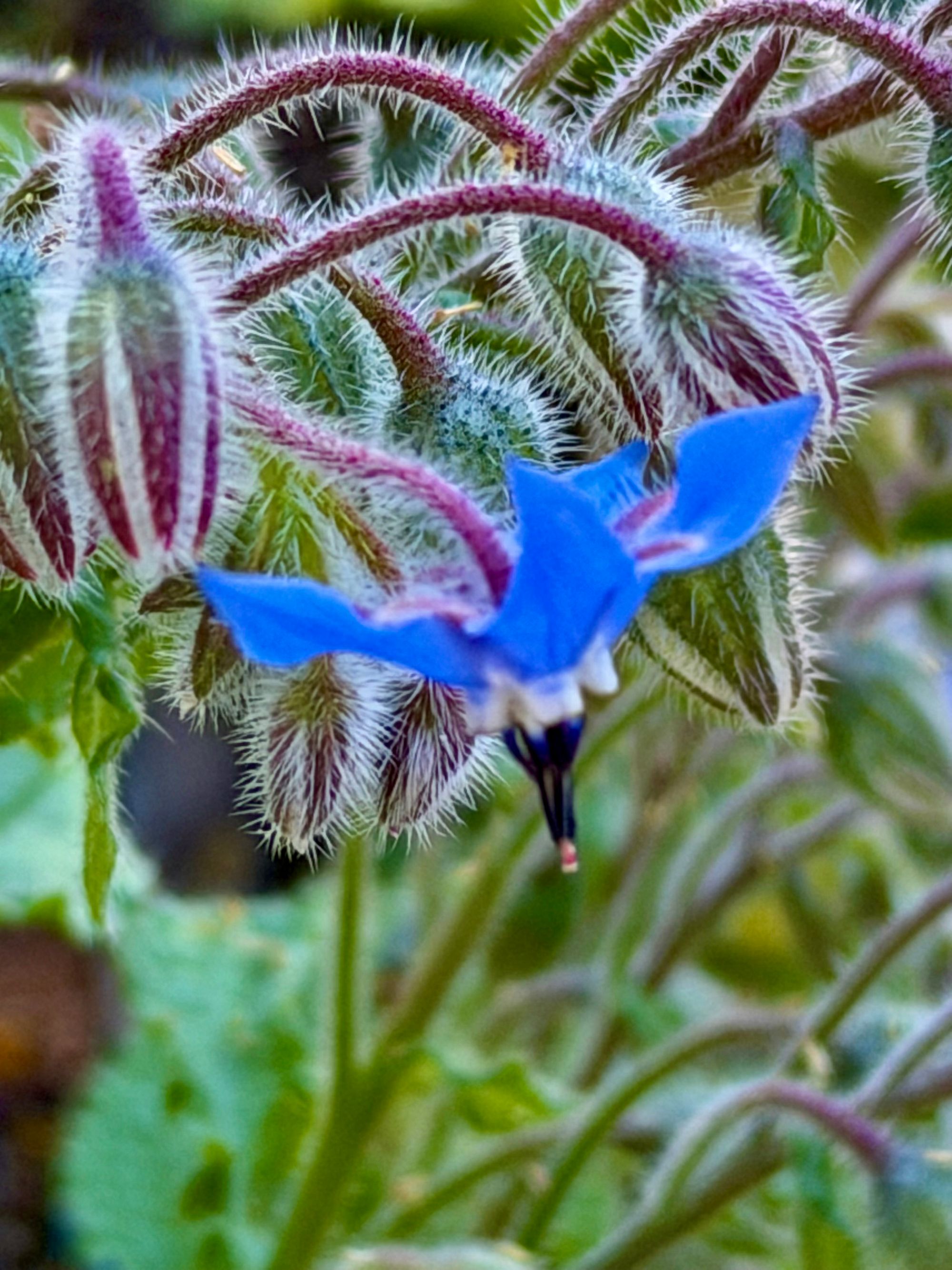 blue flower San José.jpeg
