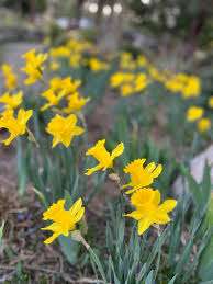 Daffodils in Lake Arrowhead.jpeg