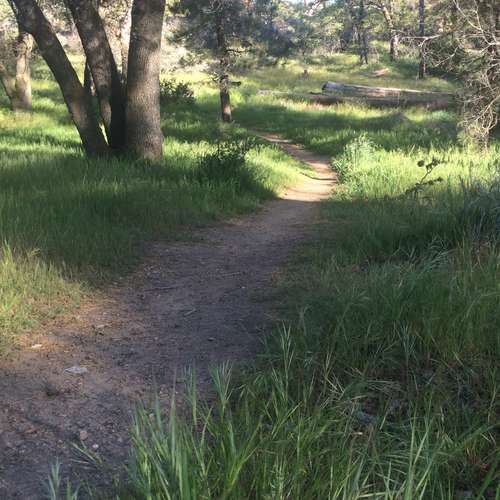 Trail in the springtime with grass