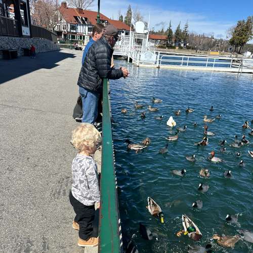Feeding Ducks at Lake Arrowhead.jpeg