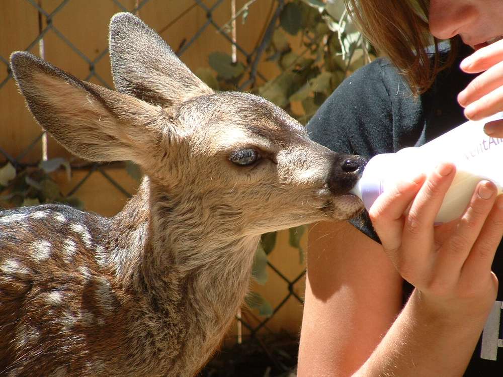 deer feeding