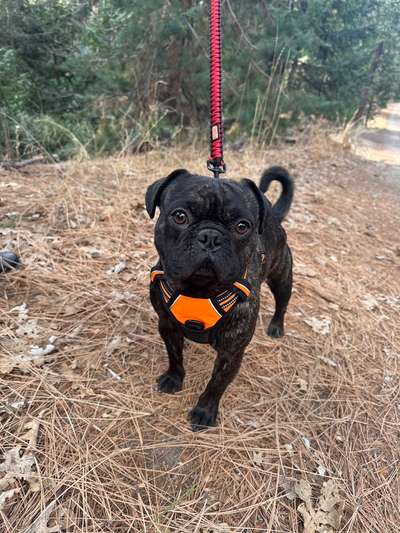Dog on a leash in the forest