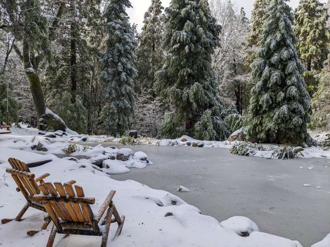 View of beautiful snow flocked pines