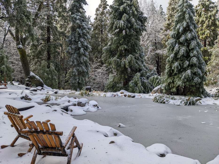 View of beautiful snow flocked pines