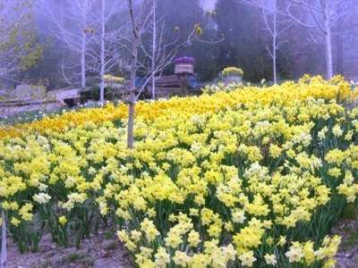 Daffodil in twin peaks.jpg