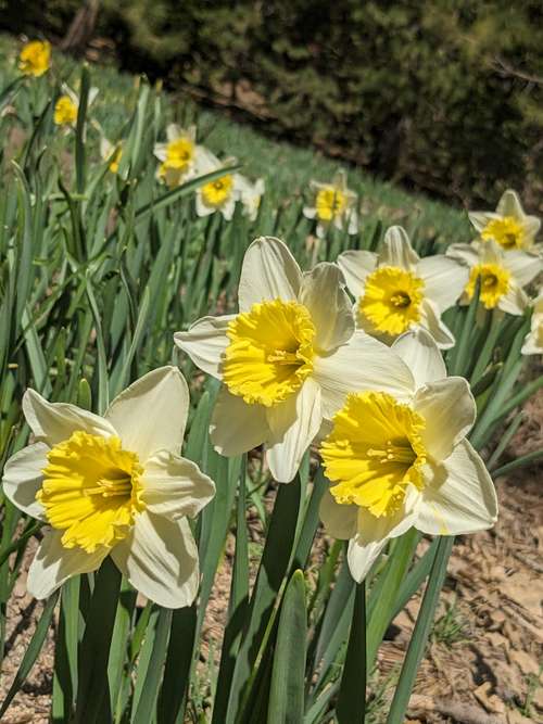 Twin Peaks Daffodils
