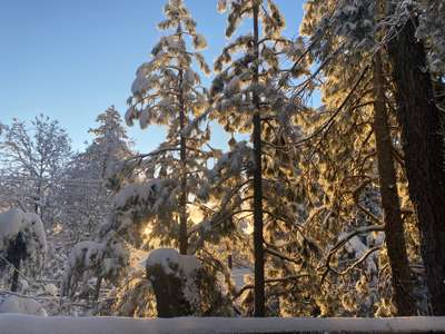 Winter Trees.jpg