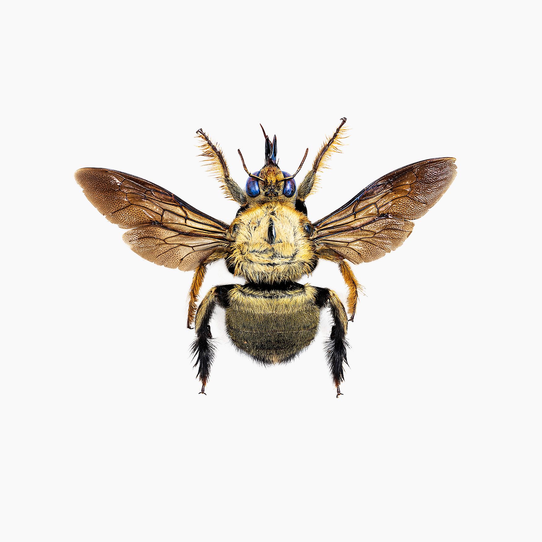 Yellew carpenter bee-livebooks.jpg
