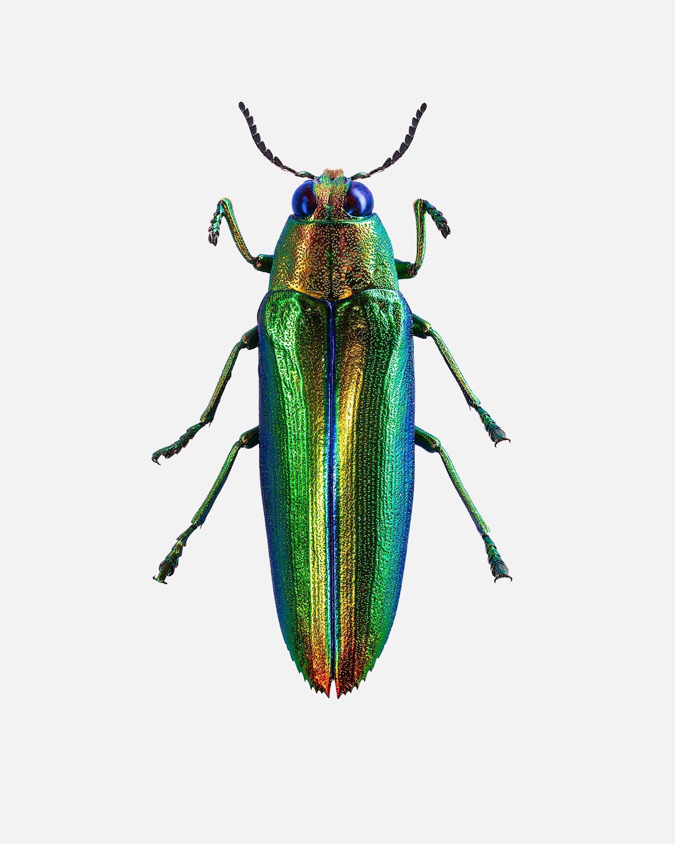 Metallic Wood Boring Beetle livebooks.jpg