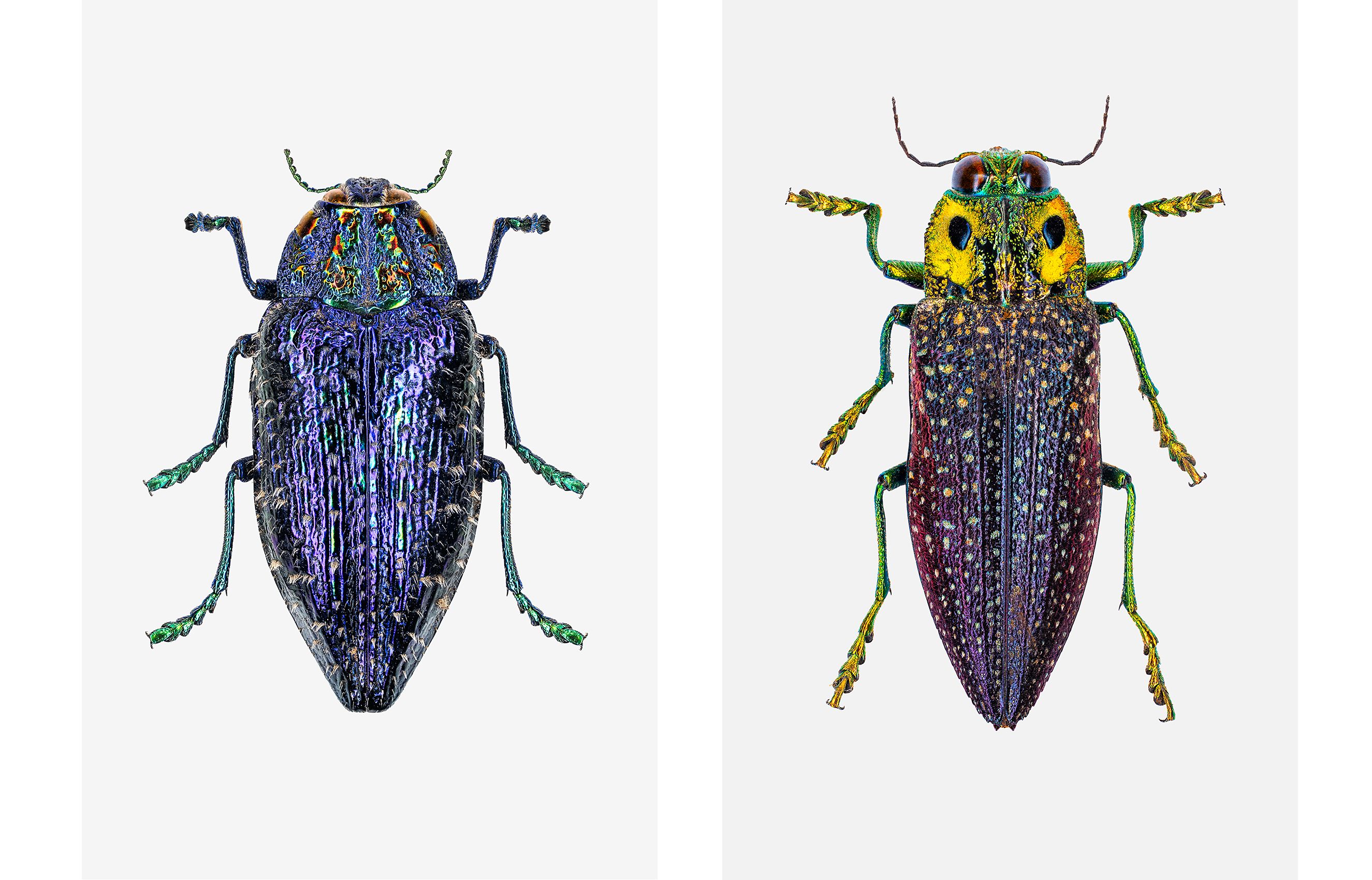 Owl eye and Blue jewel Beetle livebooks.jpg
