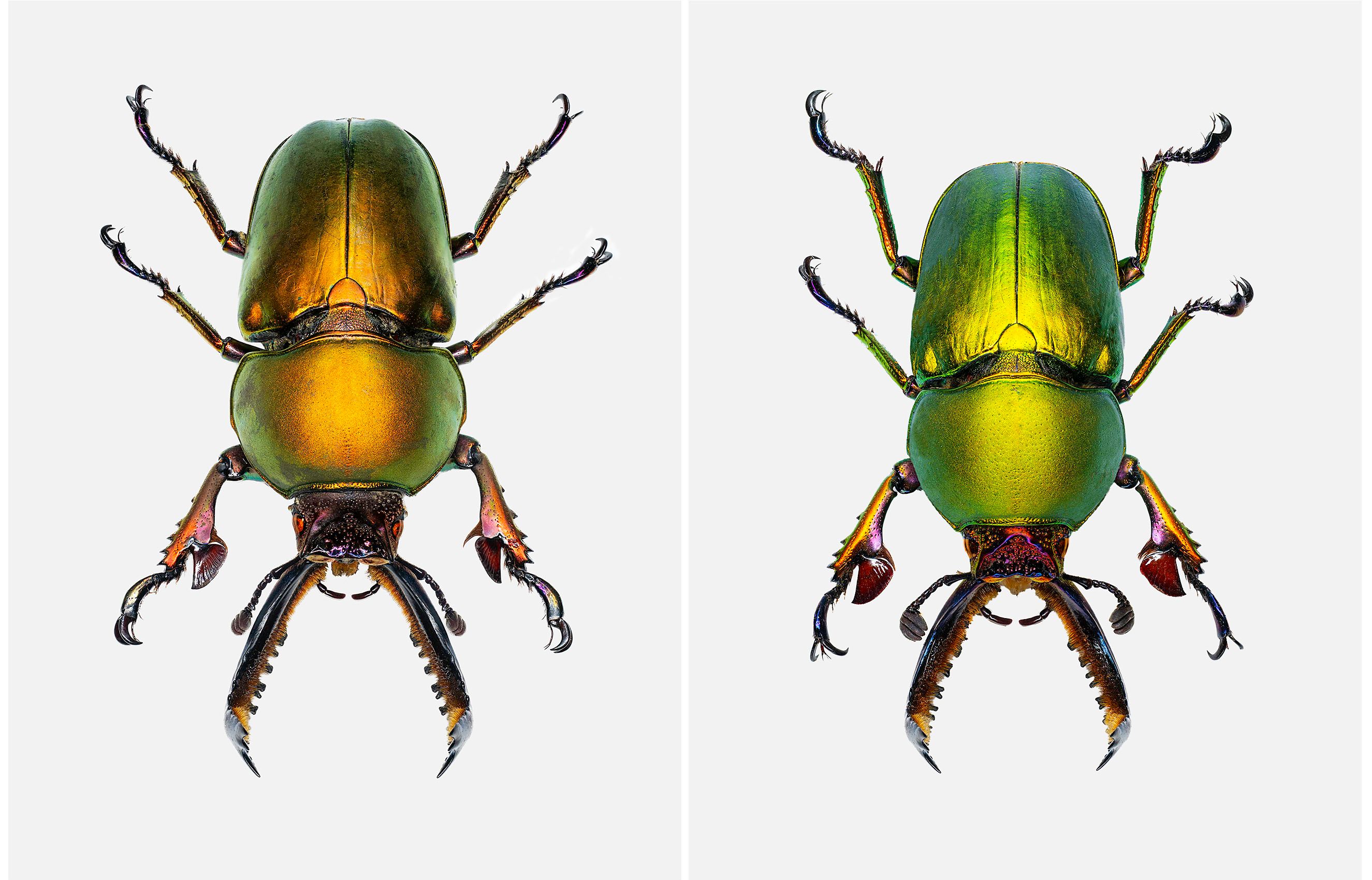 Papian Stag Bugs livebooks.jpg