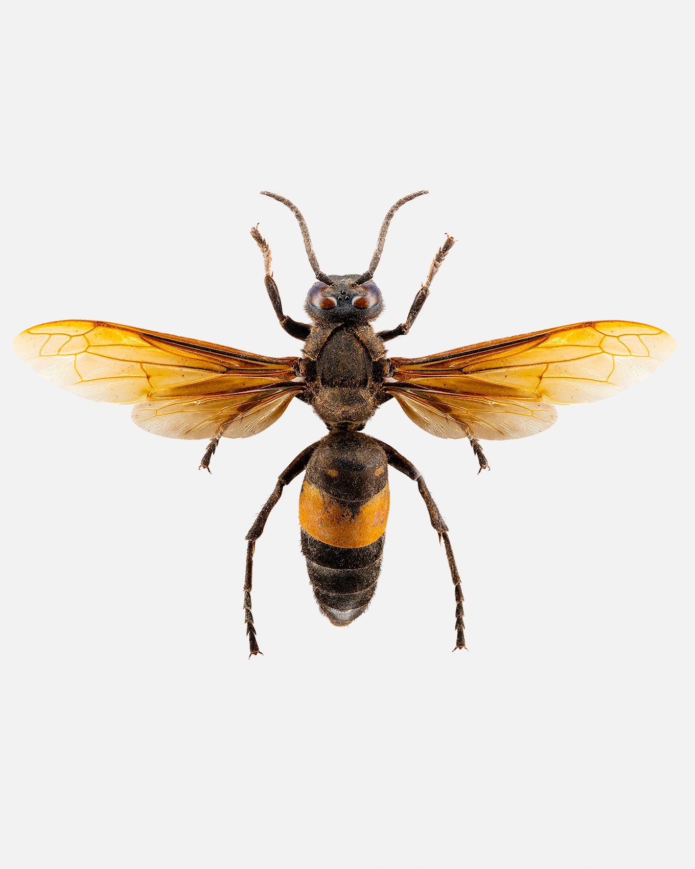 Greater Banded Hornet livebooks.jpg