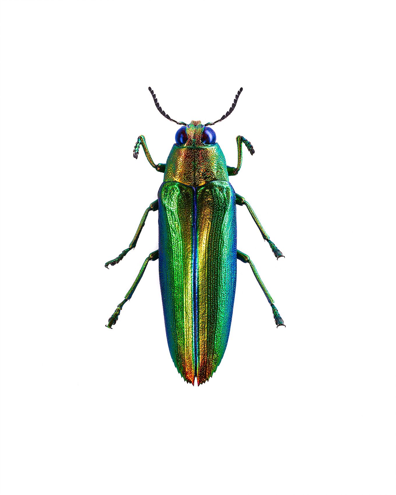 Metallic Wood Boring Beetle liebooks.jpg