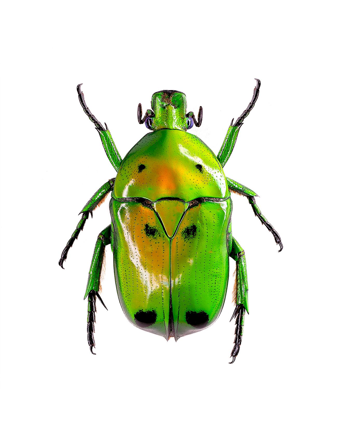 Green Domino Flower Beetle livebooks.jpg