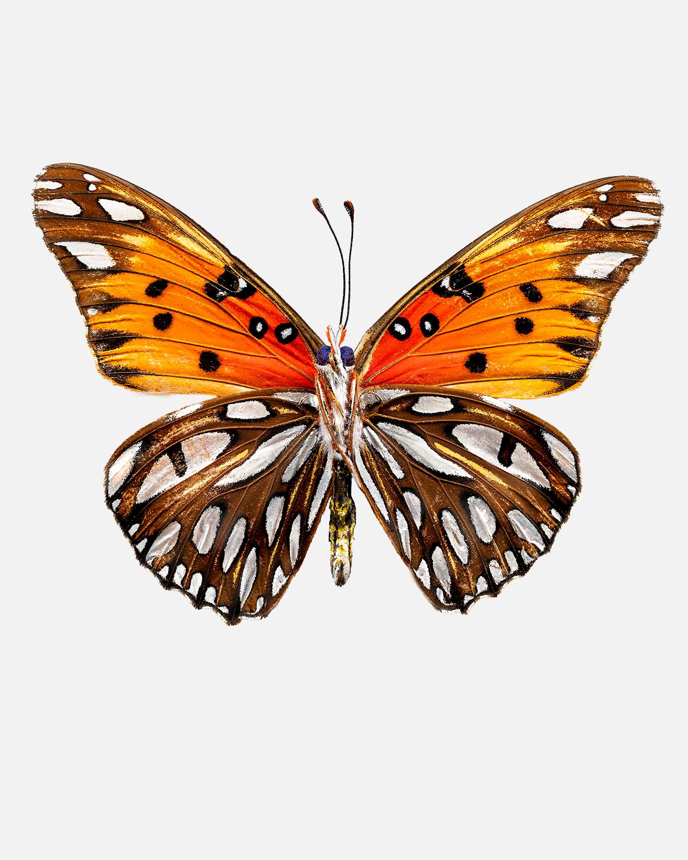 Gulf Fritillary butterfly livebooks.jpg