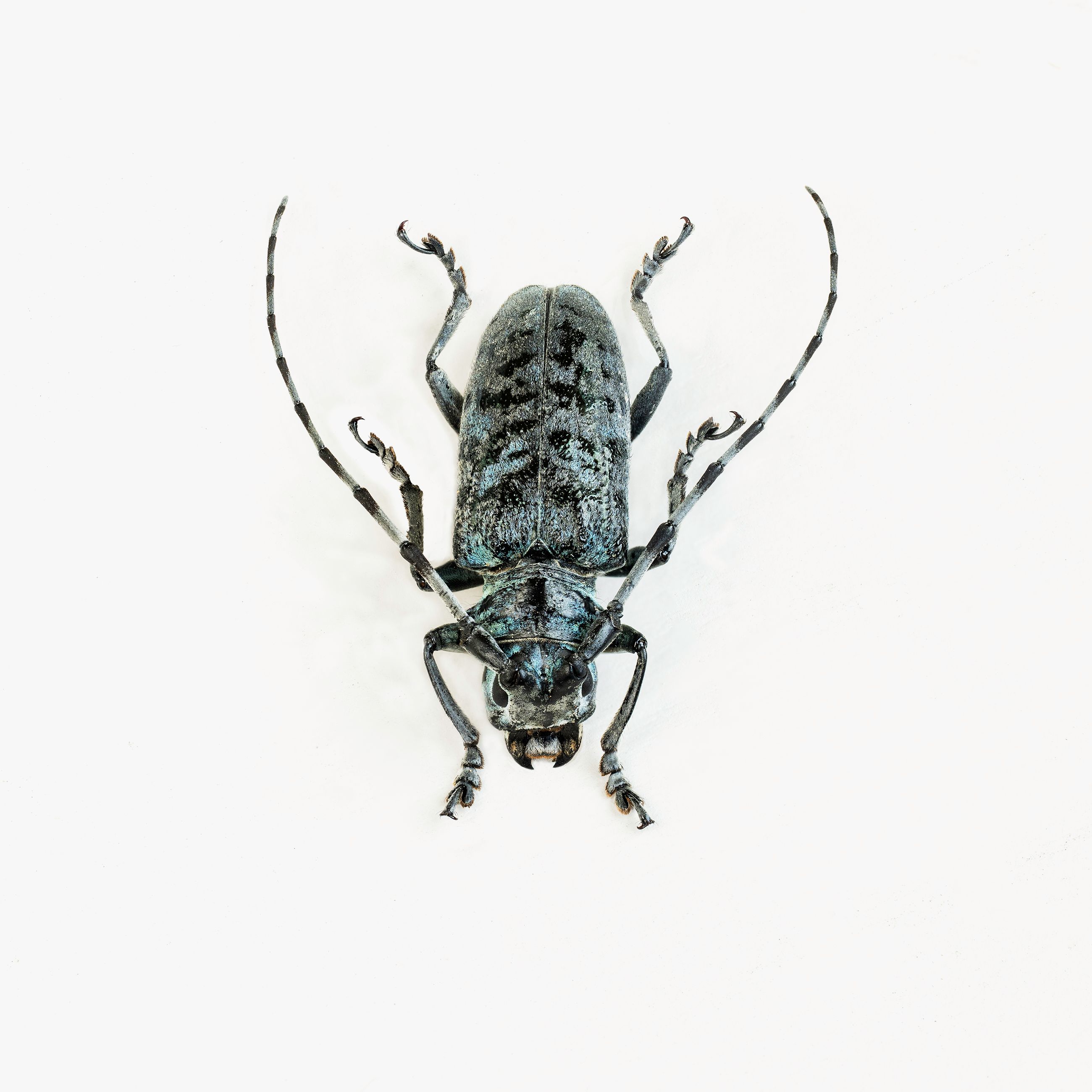 Longhorn Beetle livebooks.jpg