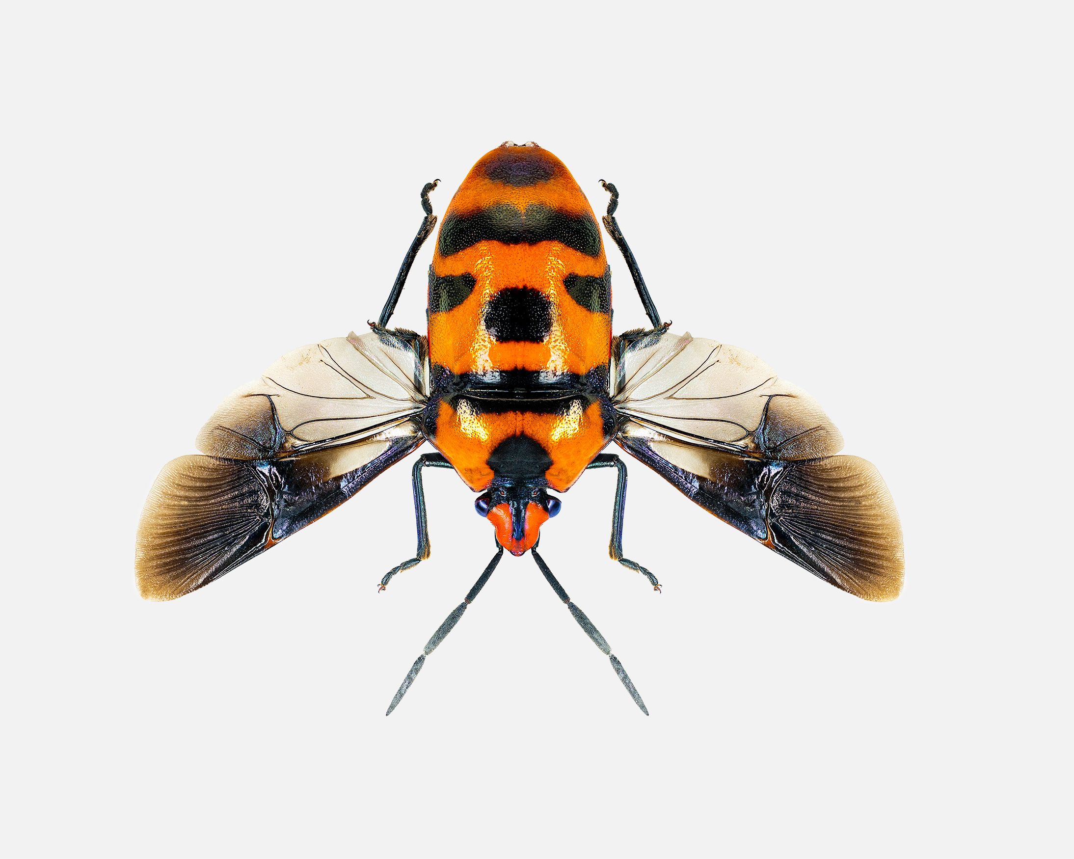 Clown-Faced Stink Bug livebooks.jpg