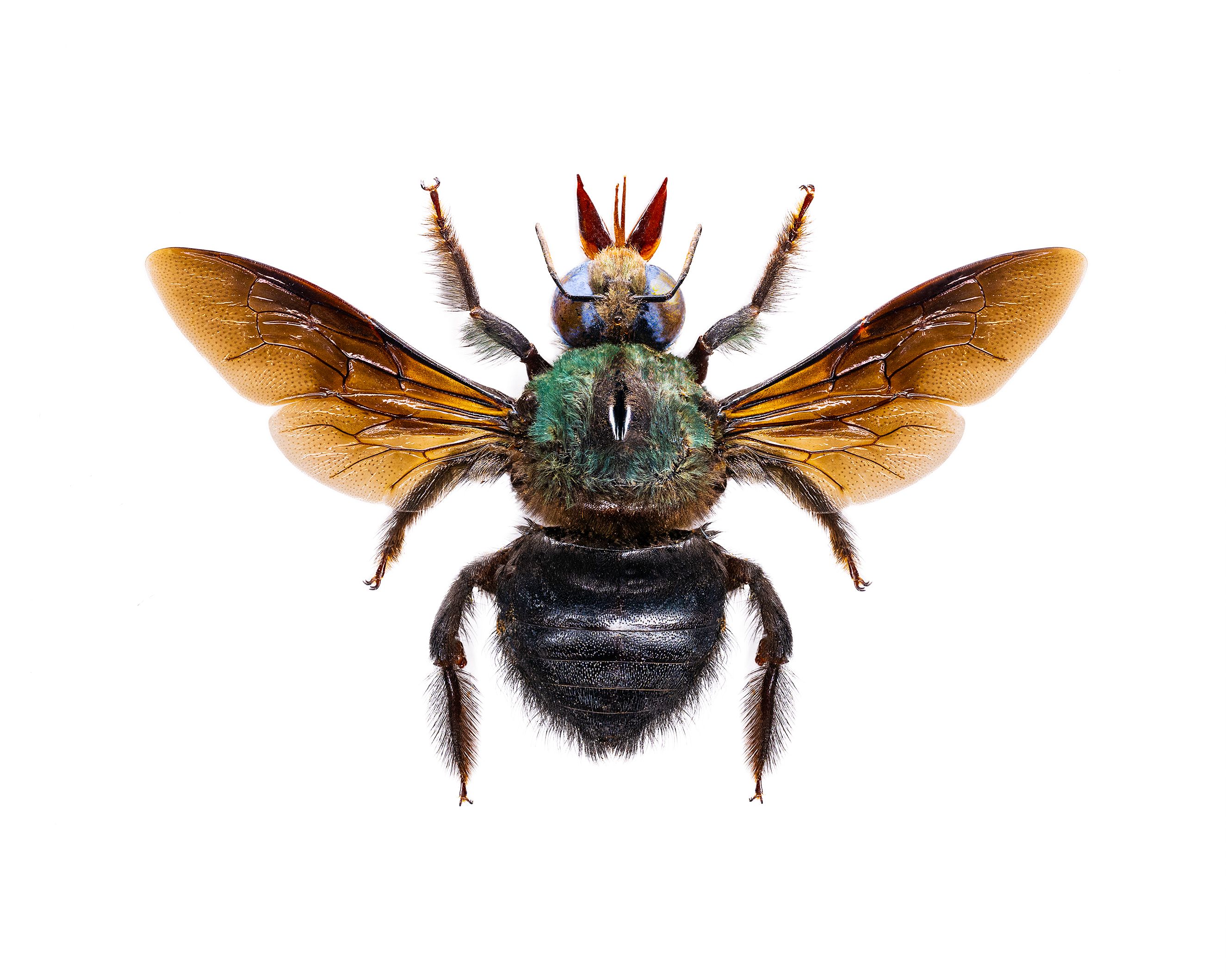 Green Carpenter Bee livebooks.jpg