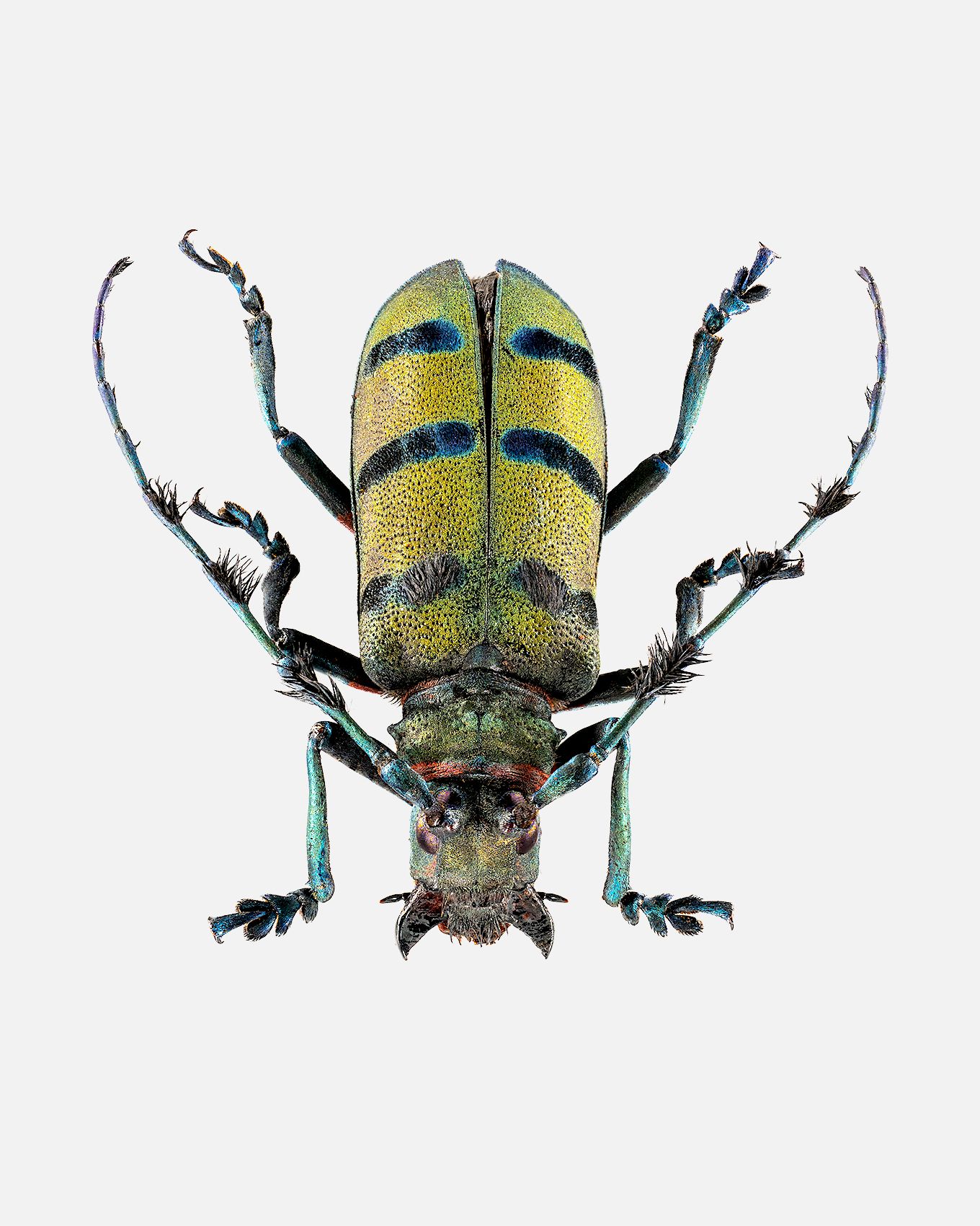 Tufted Longhorn Beetle livebooks.jpg