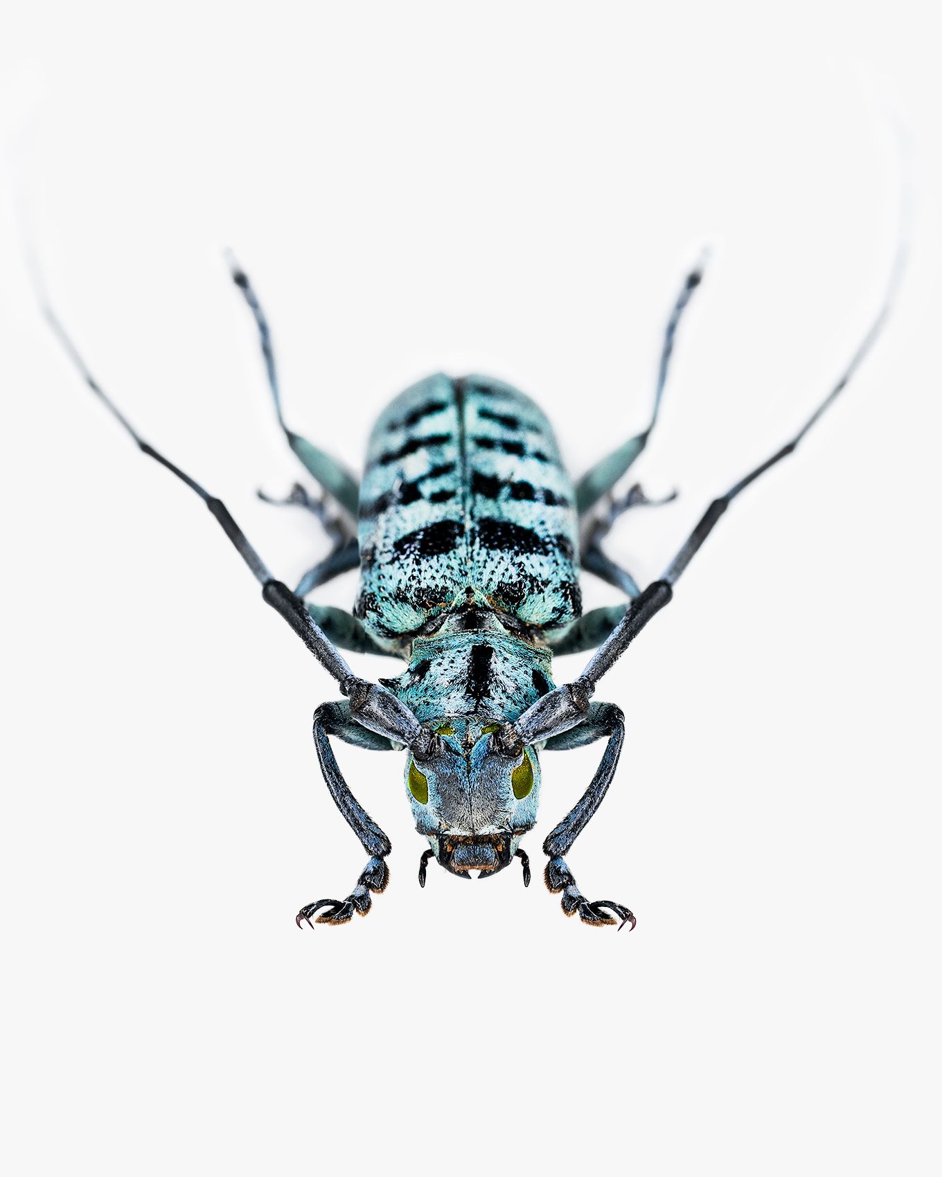 Blue Longhorn Beetle 2 copy livebooks 2.jpg