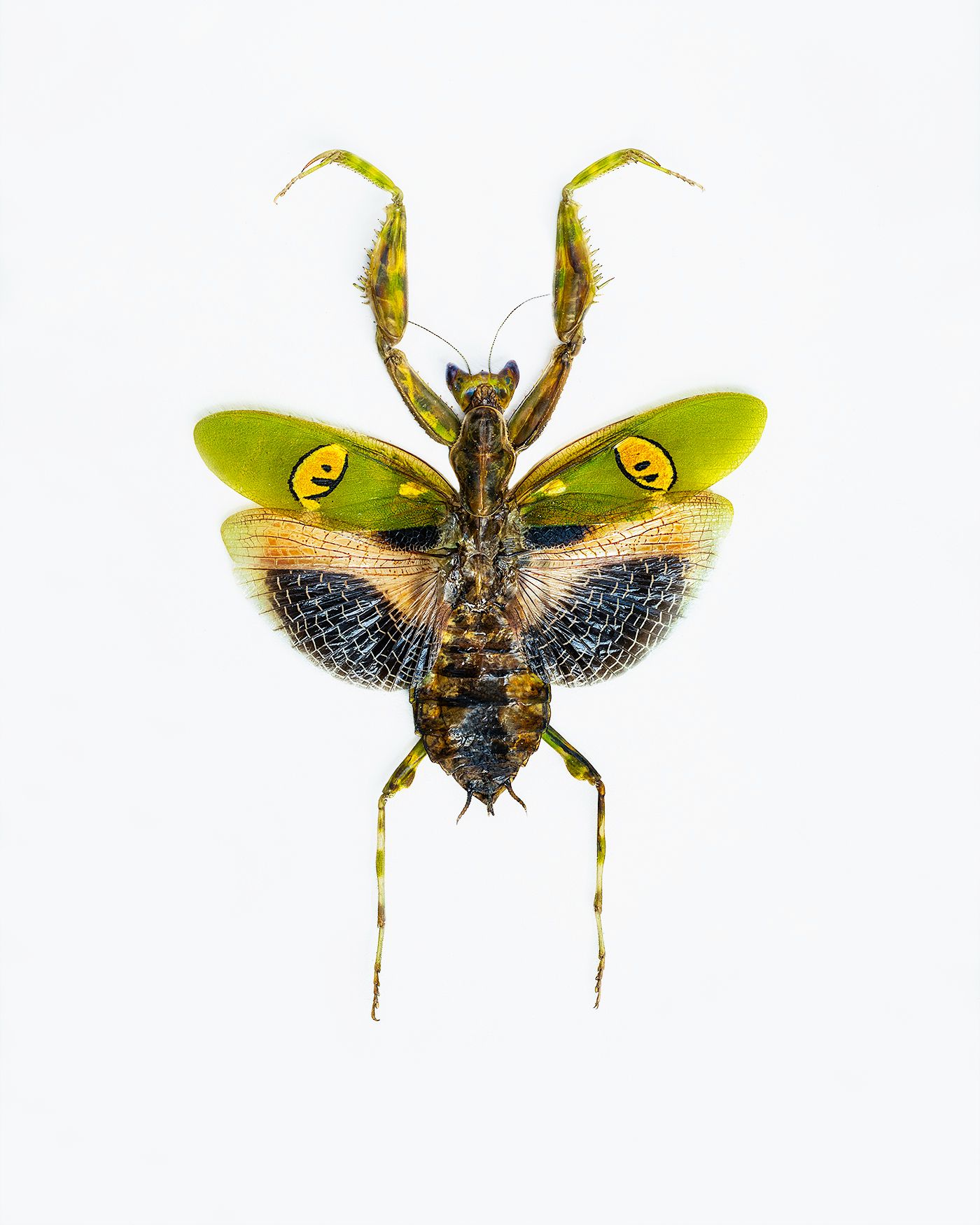 Jeweled Flower Mantis livebooks.jpg