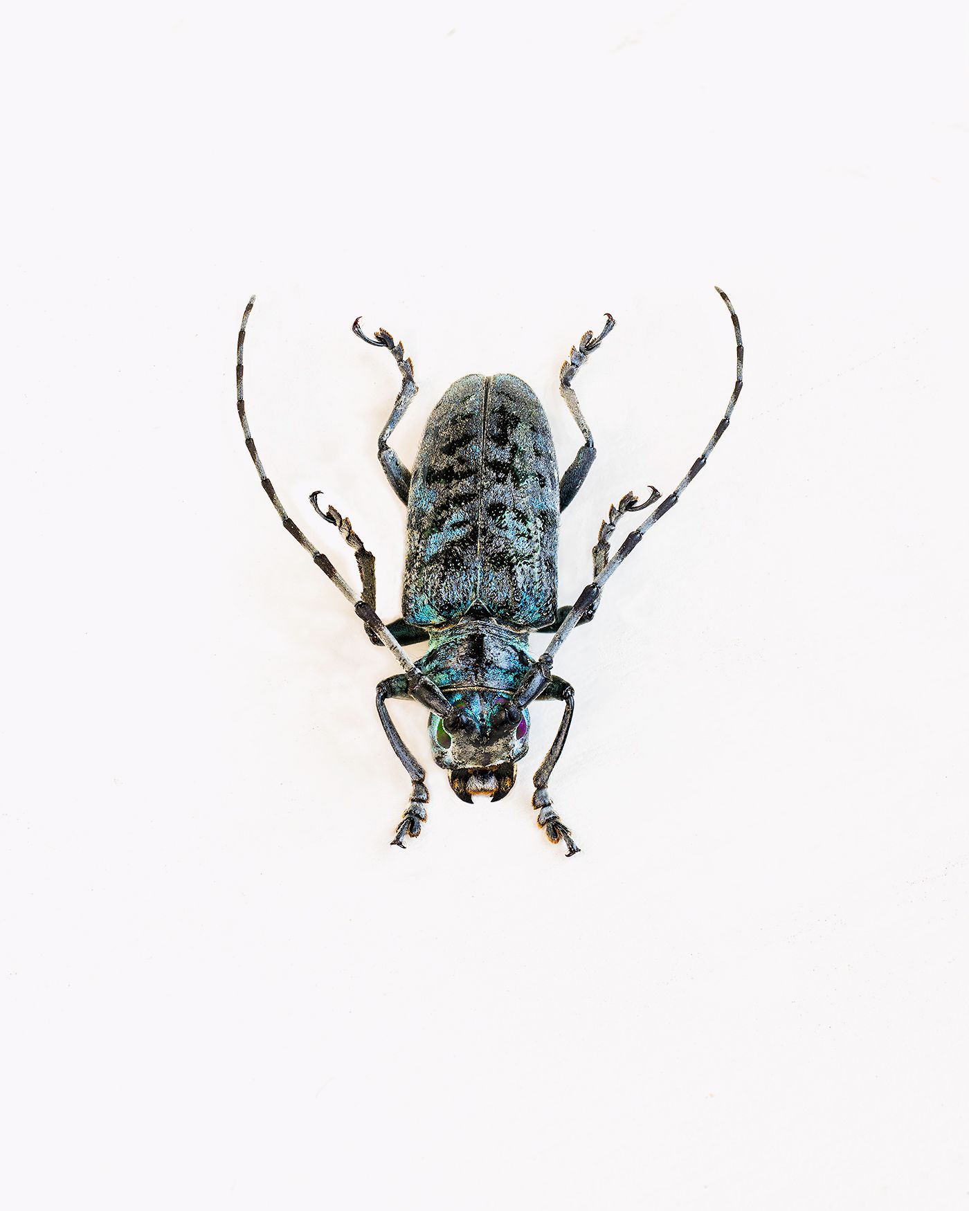 Longhorn Bettle livebooks.jpg