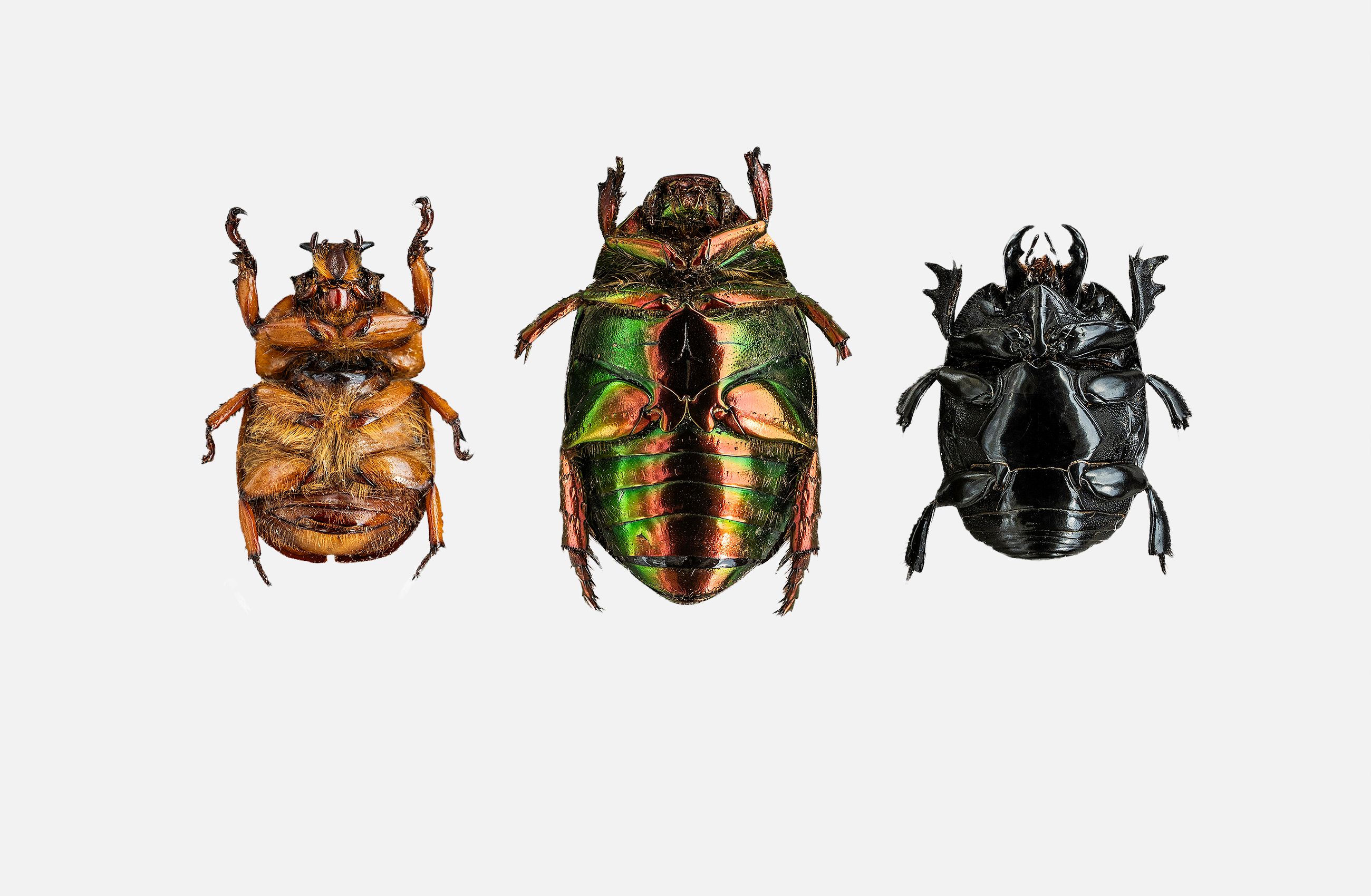 three_beetles-livebooks.jpg