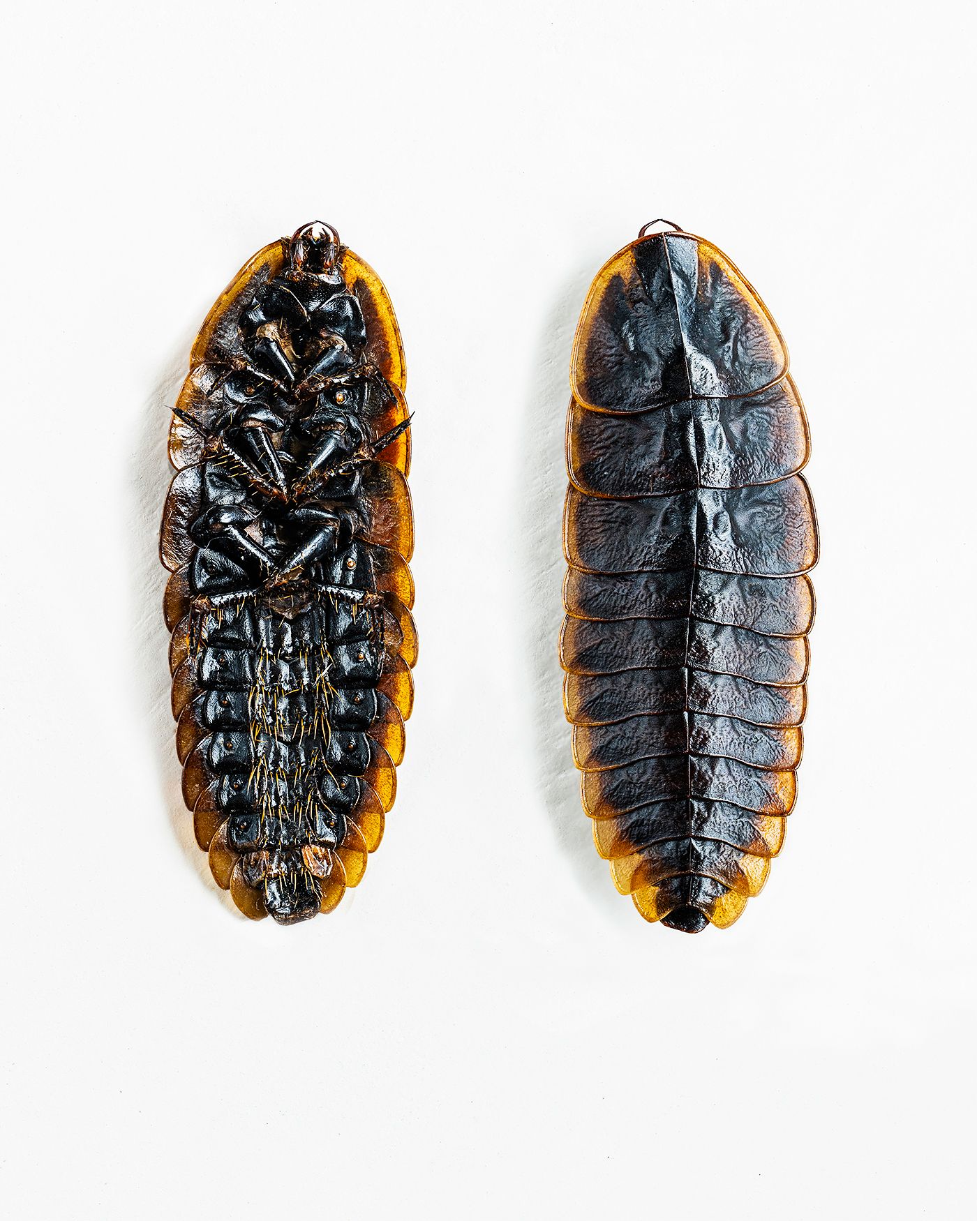 Trilobite Beetle livebooks.jpg
