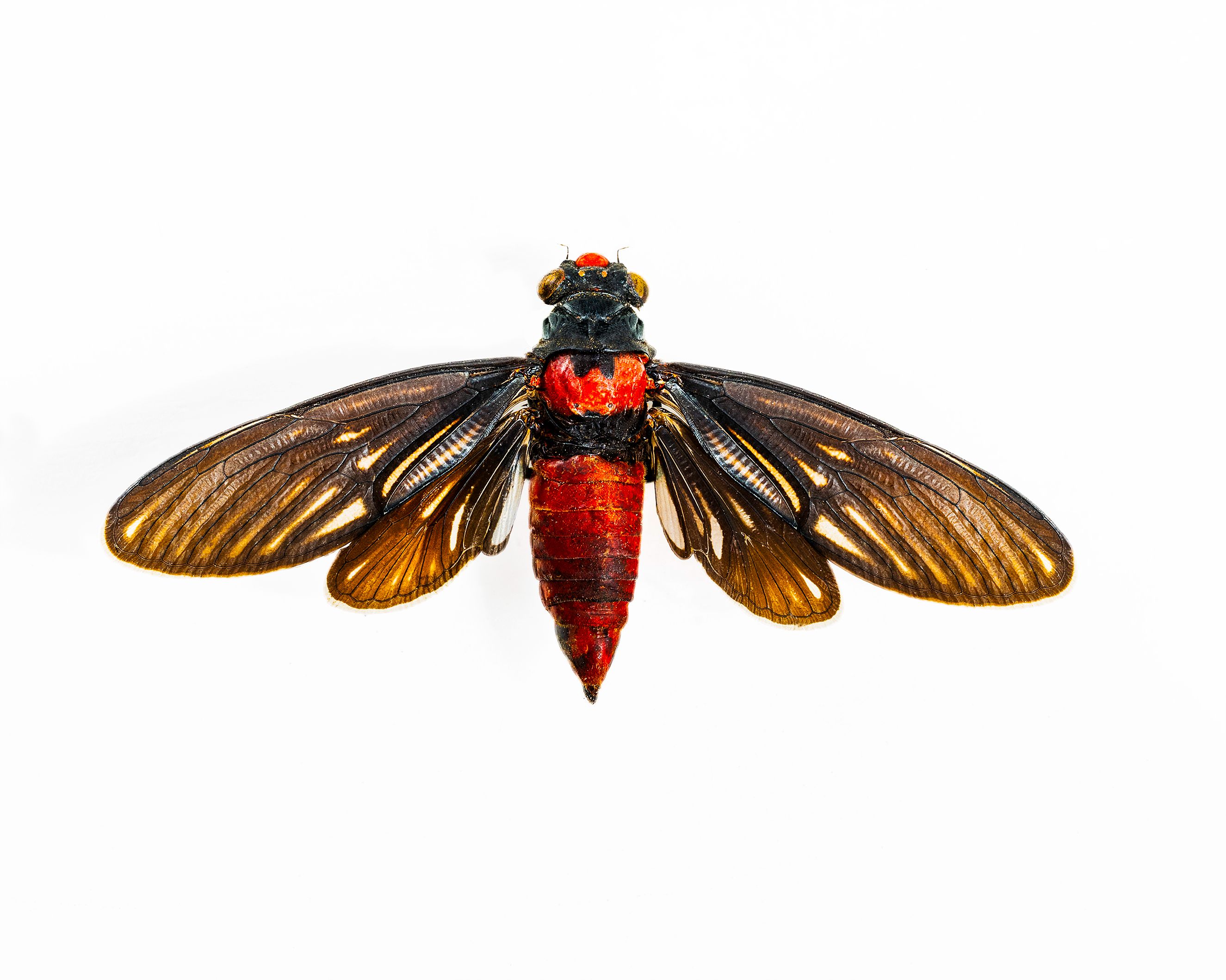 Red Devil Cicada livebooks.jpg