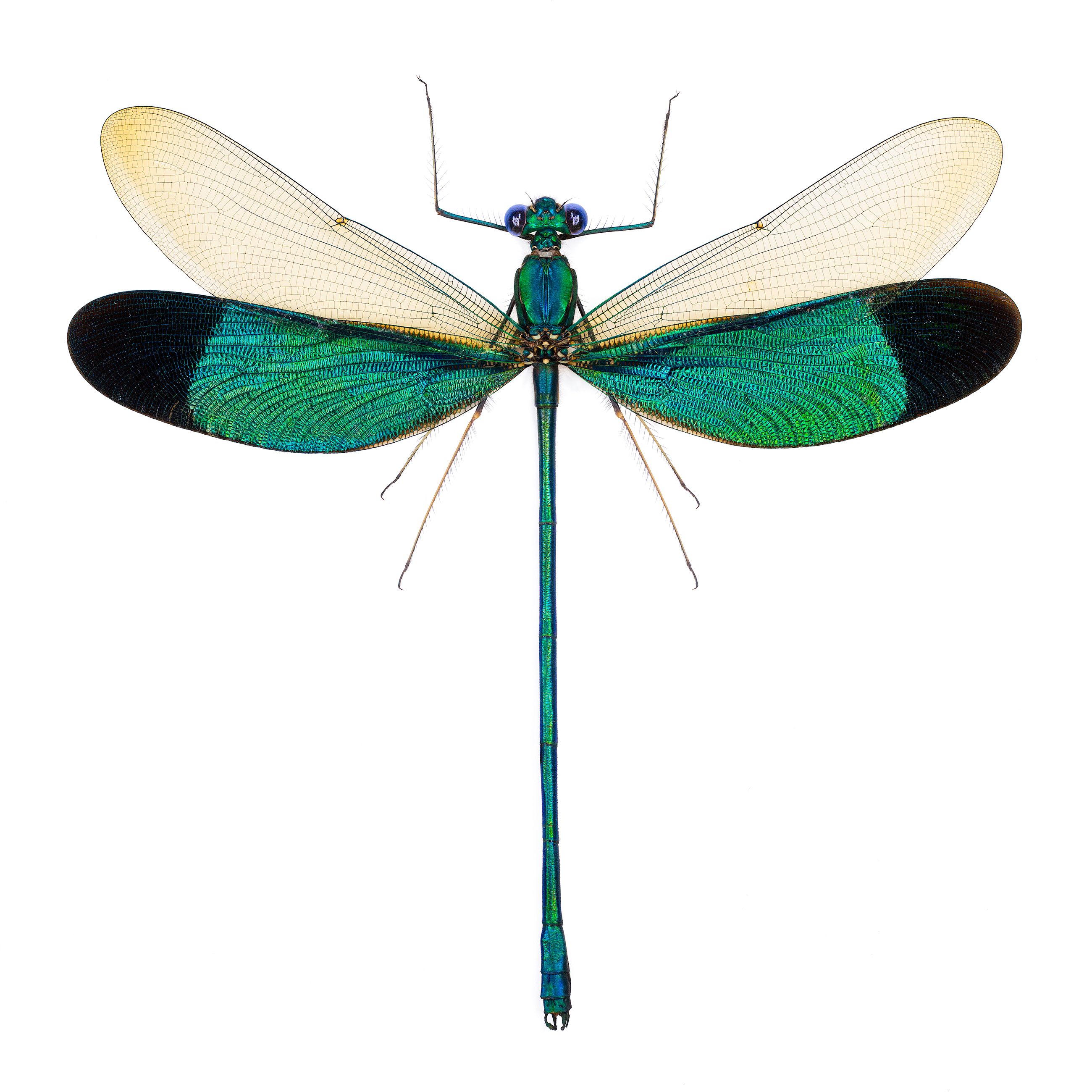 Green Metalwing Damselfly livebooks.jpg
