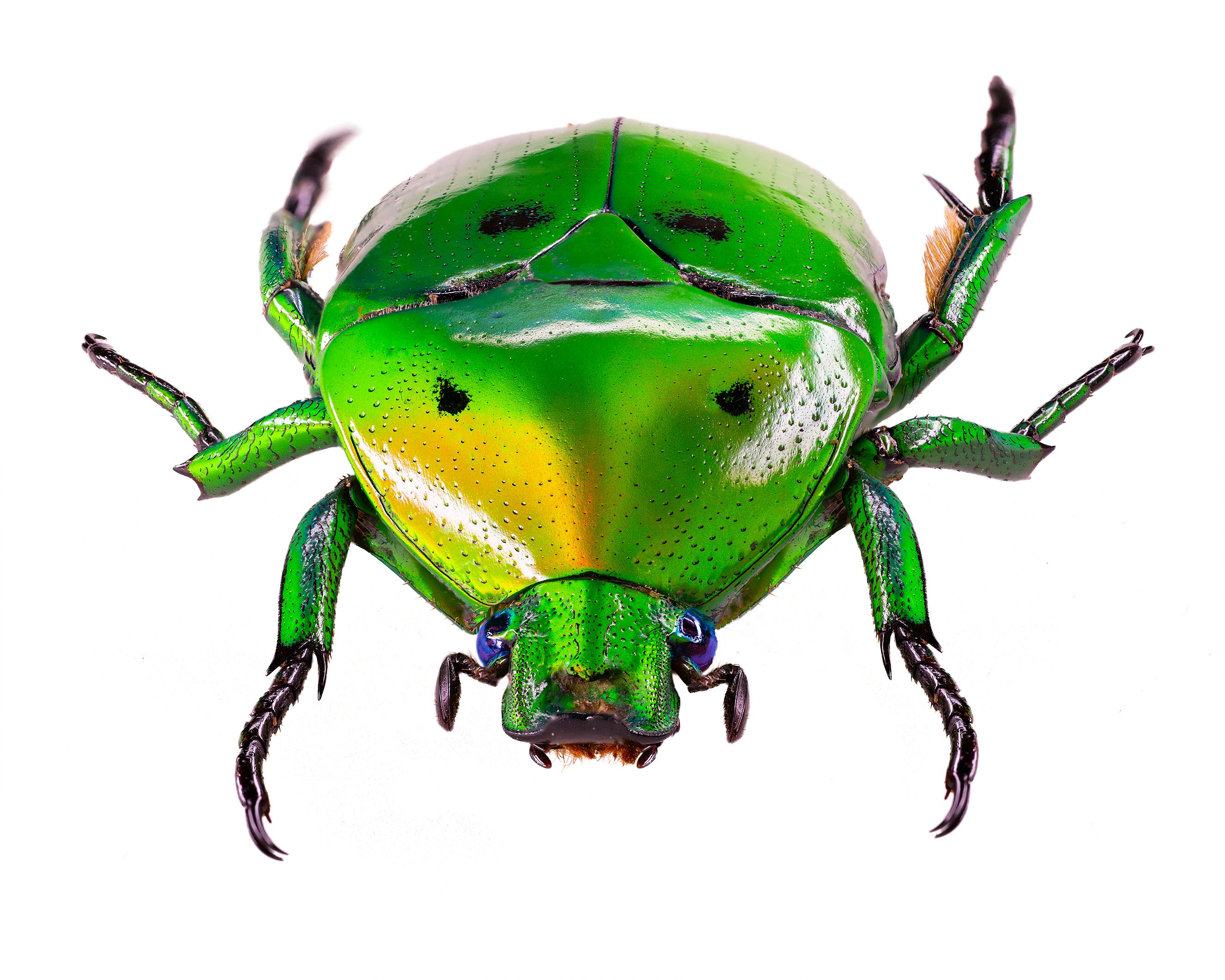 Green Domino Flower Beetle 2 livebooks.jpg
