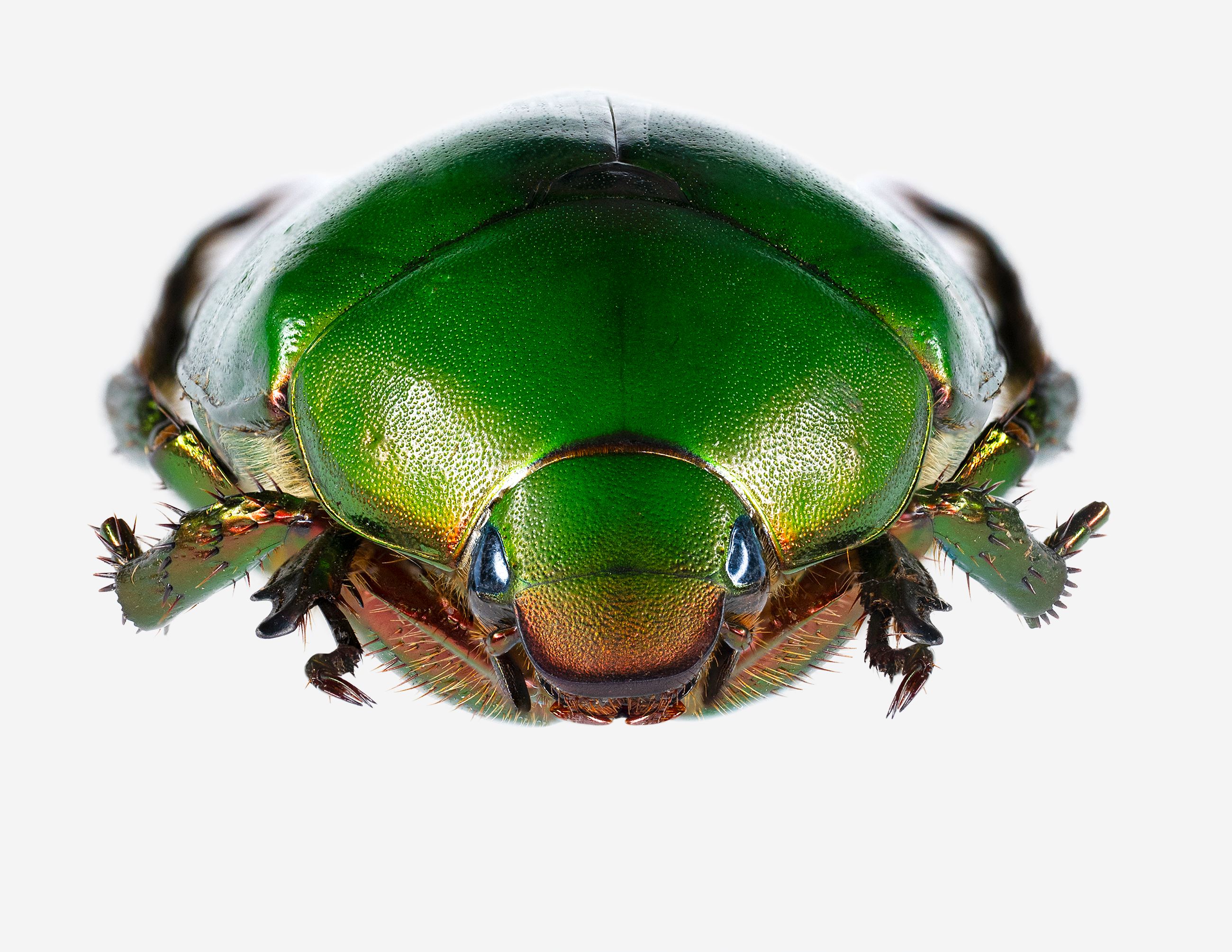 Metallic green Scarab Beetle livebooks.jpg