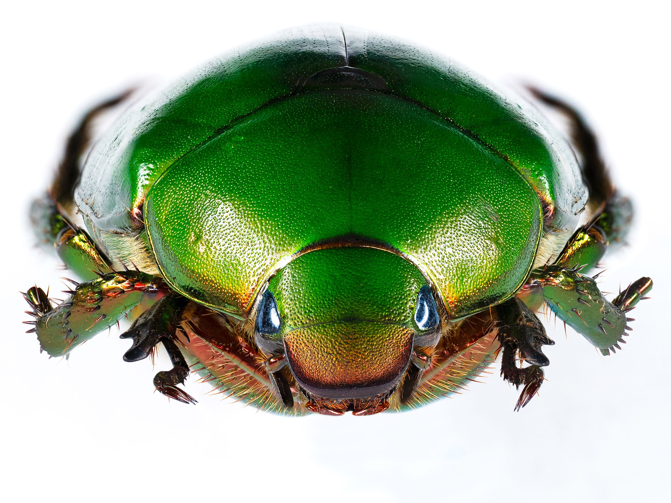 Metallic green Scarab Beetle livebooks.jpg
