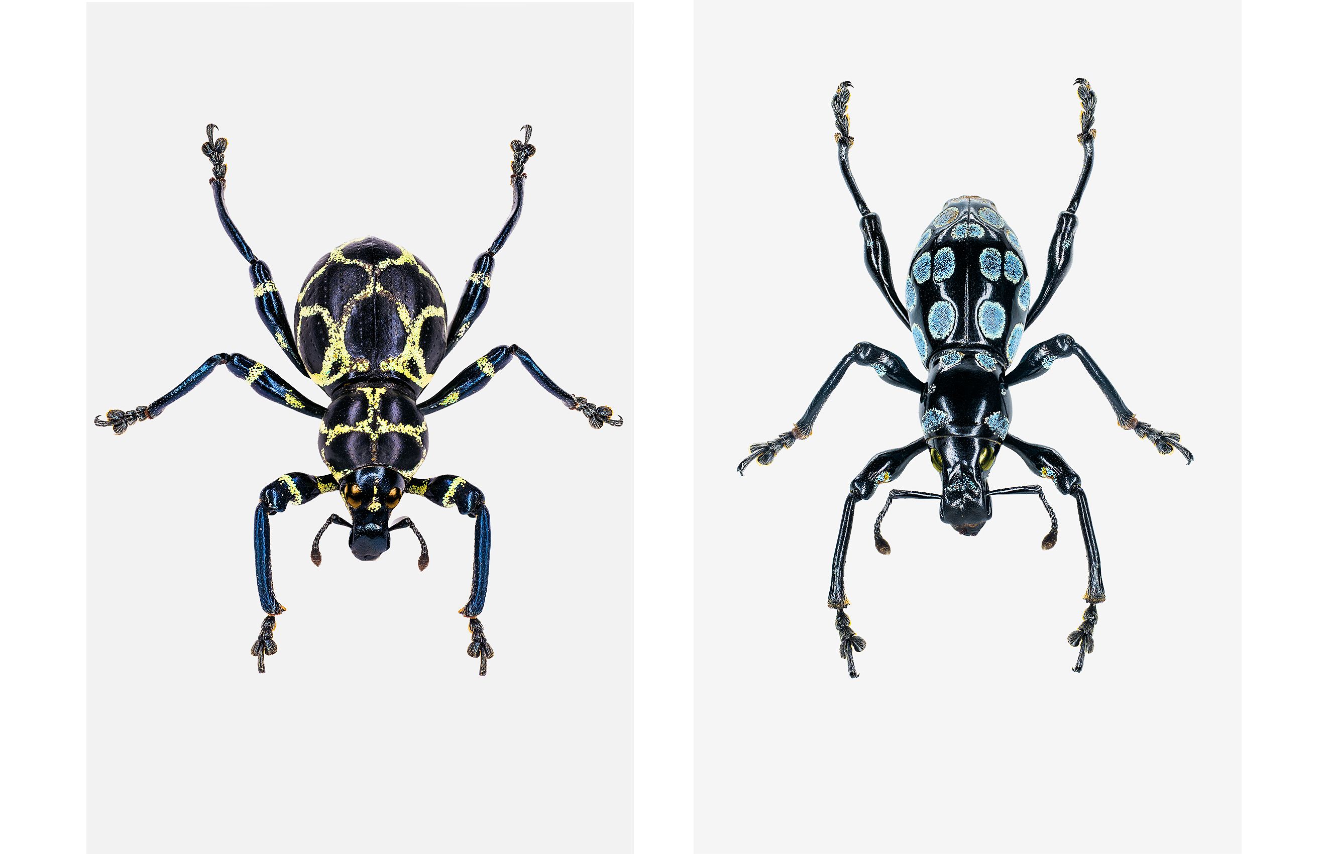 Easter Egg Weevils livebooks.jpg