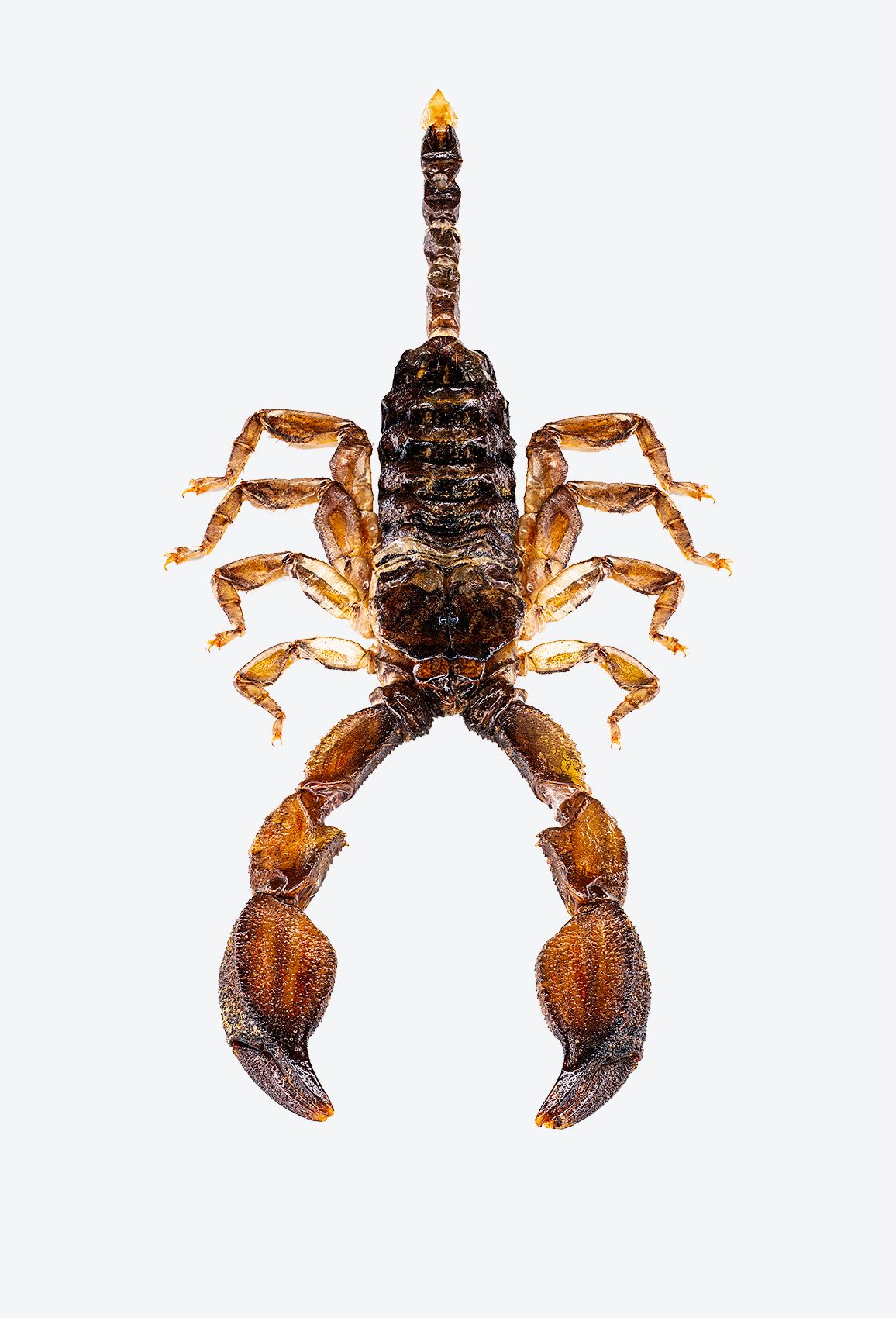 Wood Scorpion livebooks.jpg